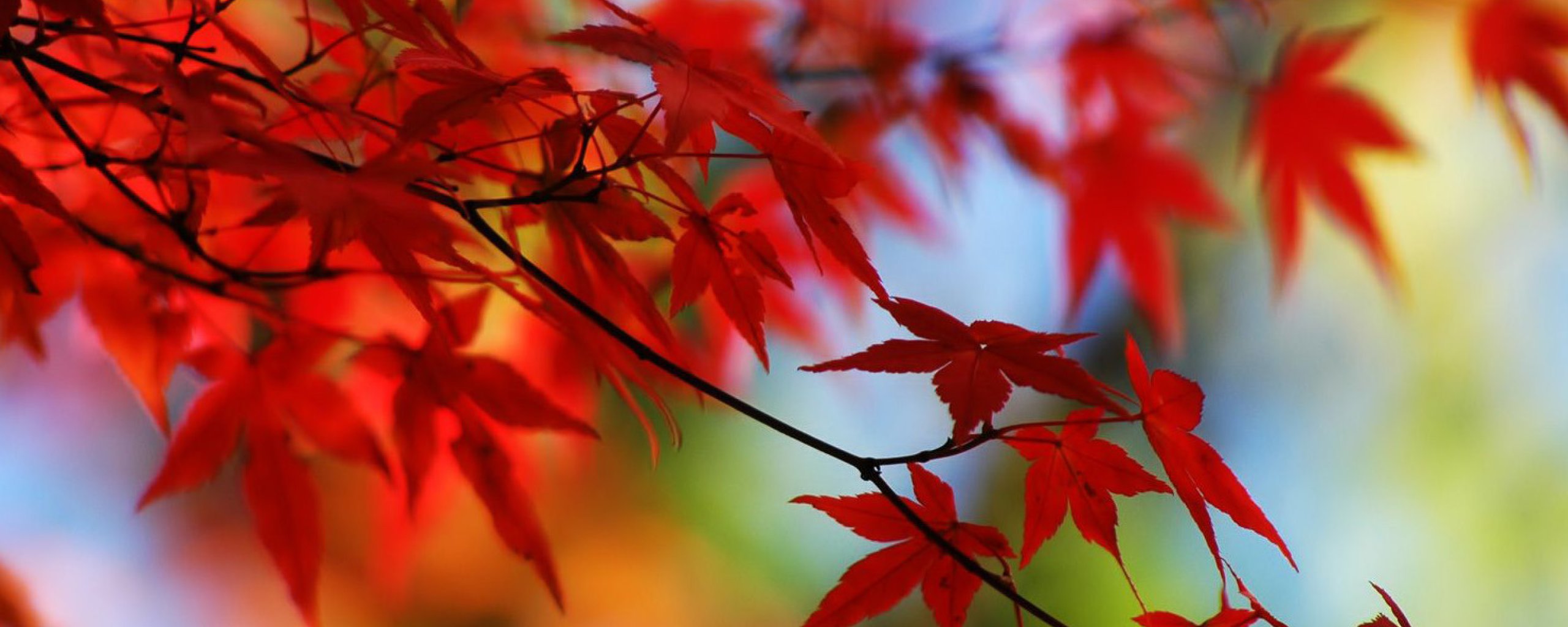 Een tak van een boom in herfstkleuren